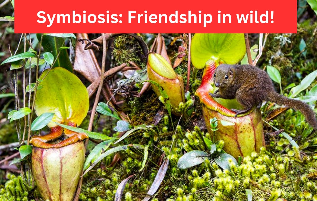 Symbiosis -friendship in wild