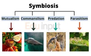 symbiosis