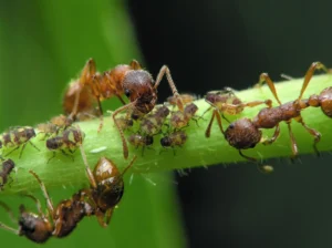 symbiosis- aphids & ants