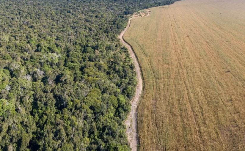 deemed forest in odisha