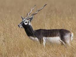 black buck conservation in haryana