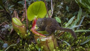 tree shrew on pitcher plant