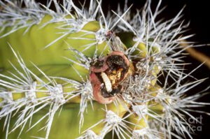 senita moth larvae on senita cactus