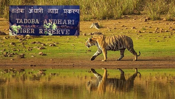 Tadoba-Andhari Tiger Reserve