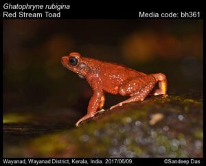 Red Stream Toad