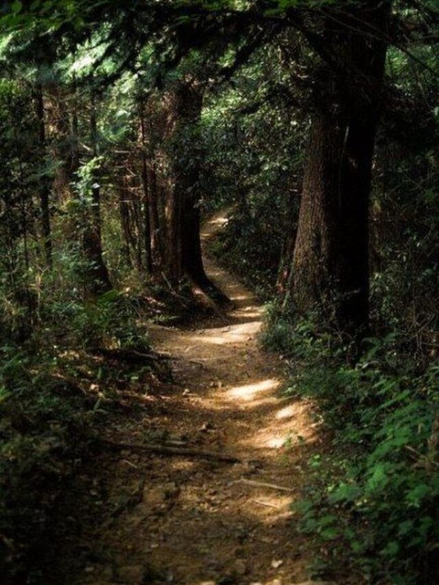 BMC’s Promise To Nature : दिवाली से पहले 14 Miyawaki forests विकसित करने की घोषणा