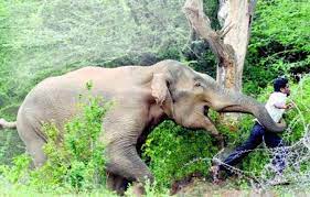 elephant attack in odisha