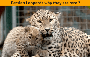 Rare Persian Leopards why they are rare ?