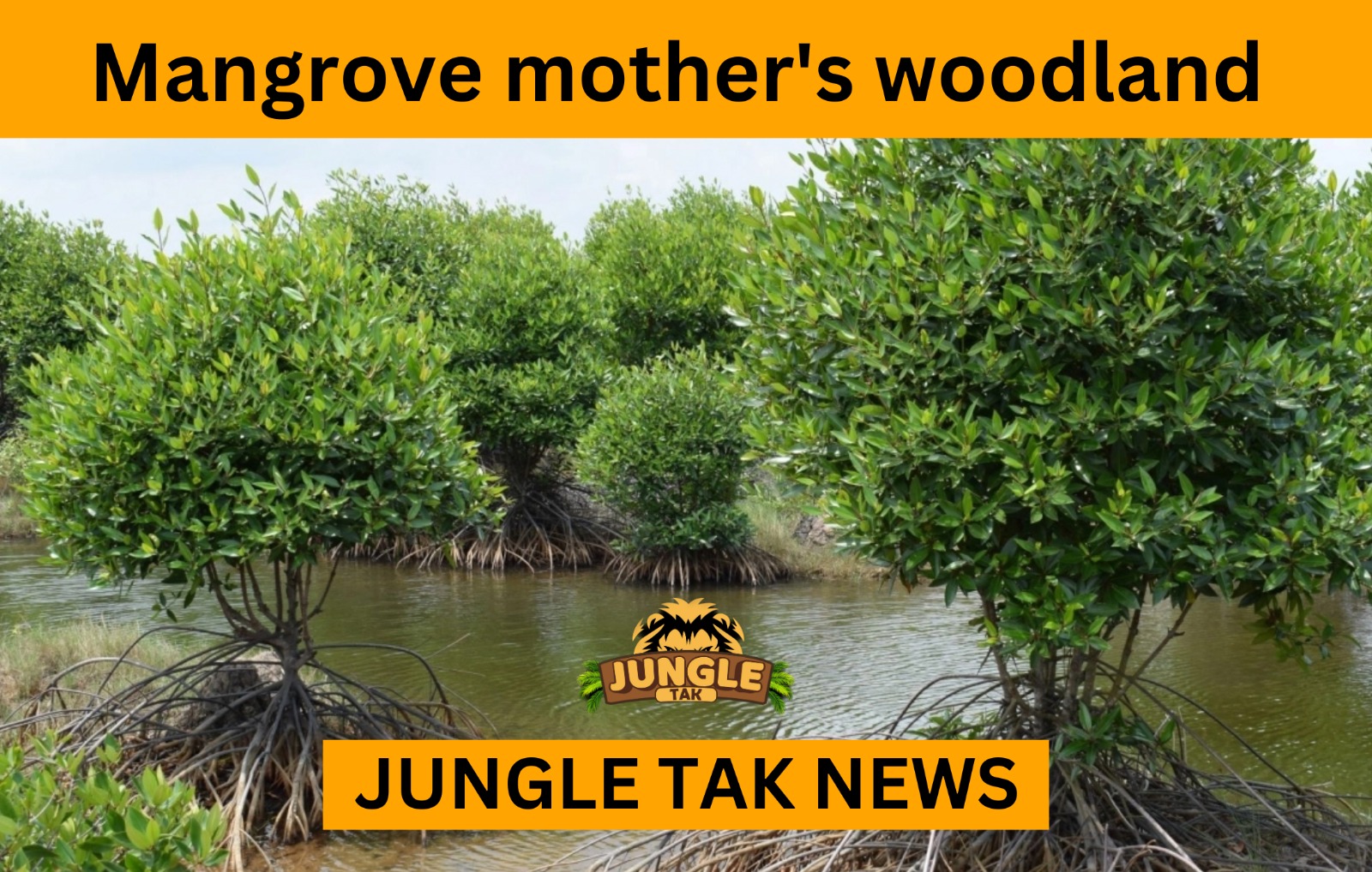 Mangrove mother's woodland begs for protection