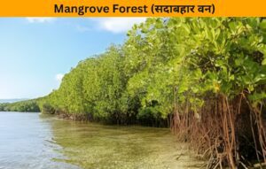 Mangrove Forest 