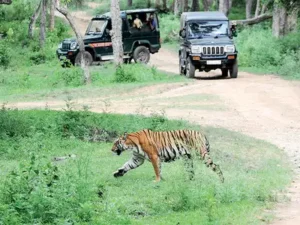 Karnataka forest dept. on alert as tiger seen in nearest area