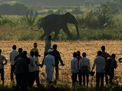 solution of man-animal conflict by karnataka forest dept.