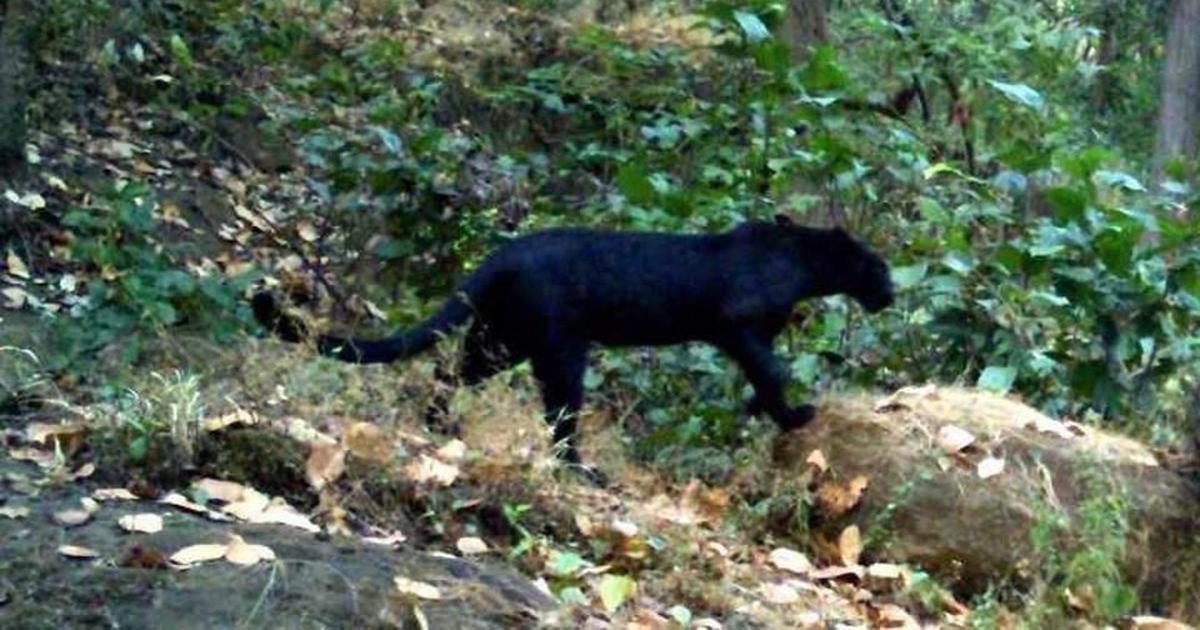 black panther in odisha