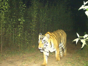 skin of tiger and leopard seized in Chhattisgarh by anti poaching team