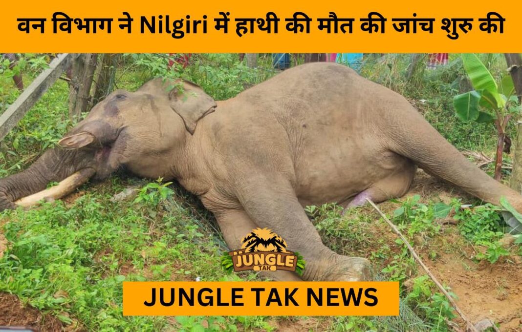 Elephant dies of electrocution in Nilgiri