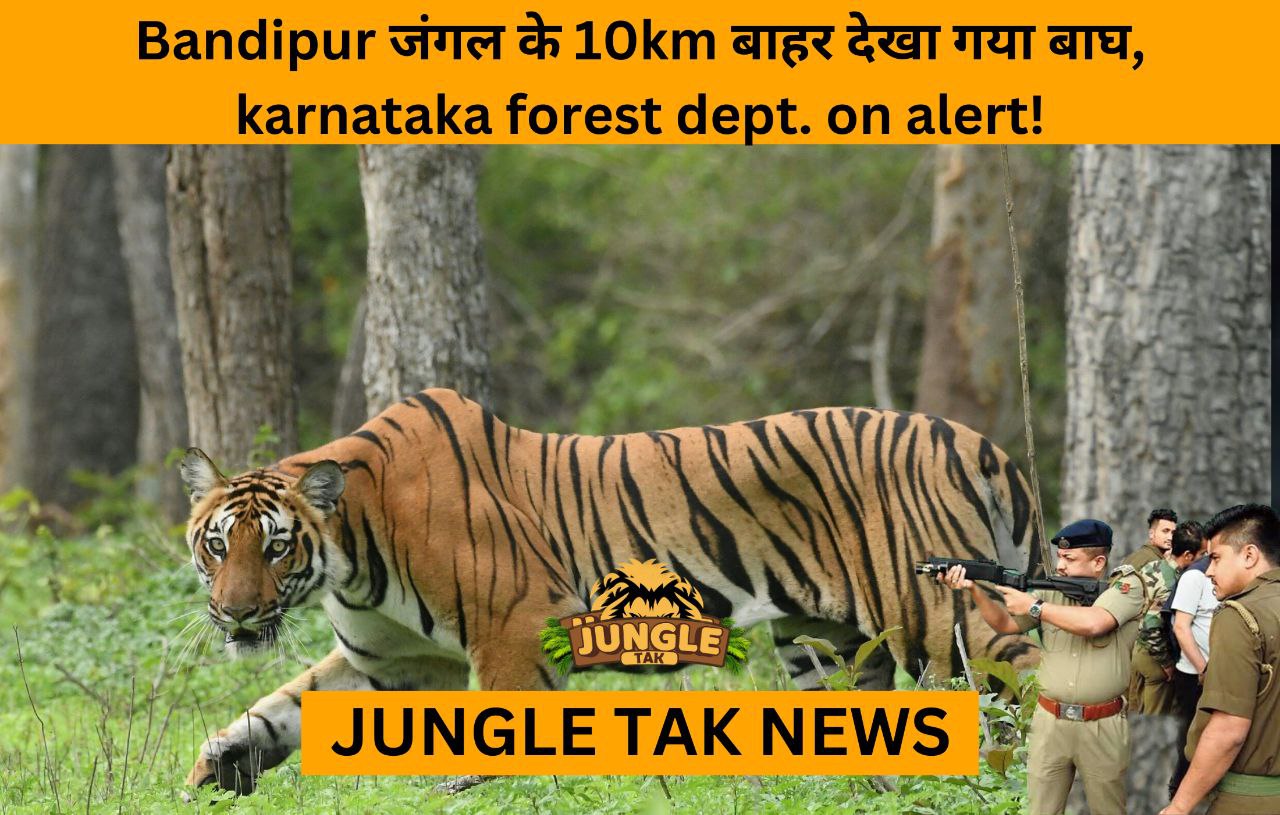 tiger seen in bandipur tiger reserve. karnataka forest dept on alert