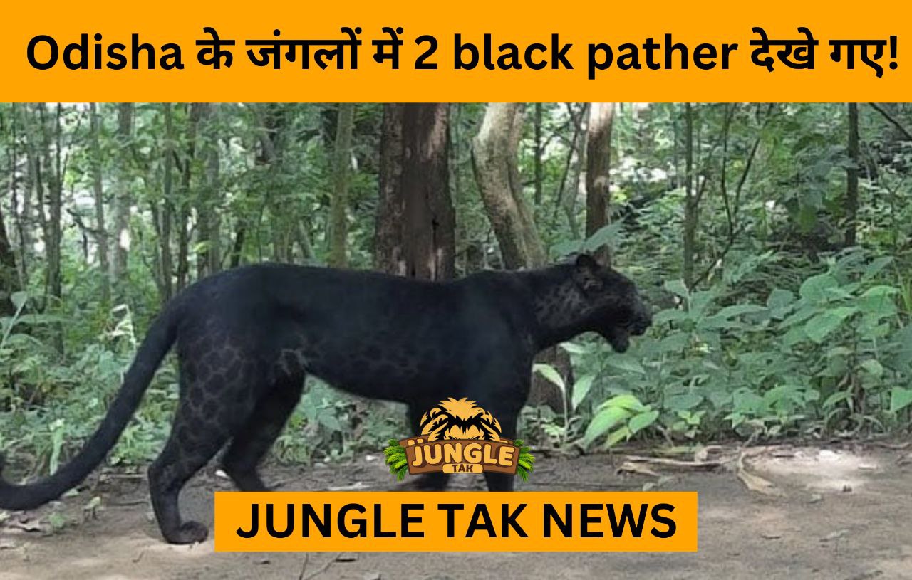 black panther in odisha