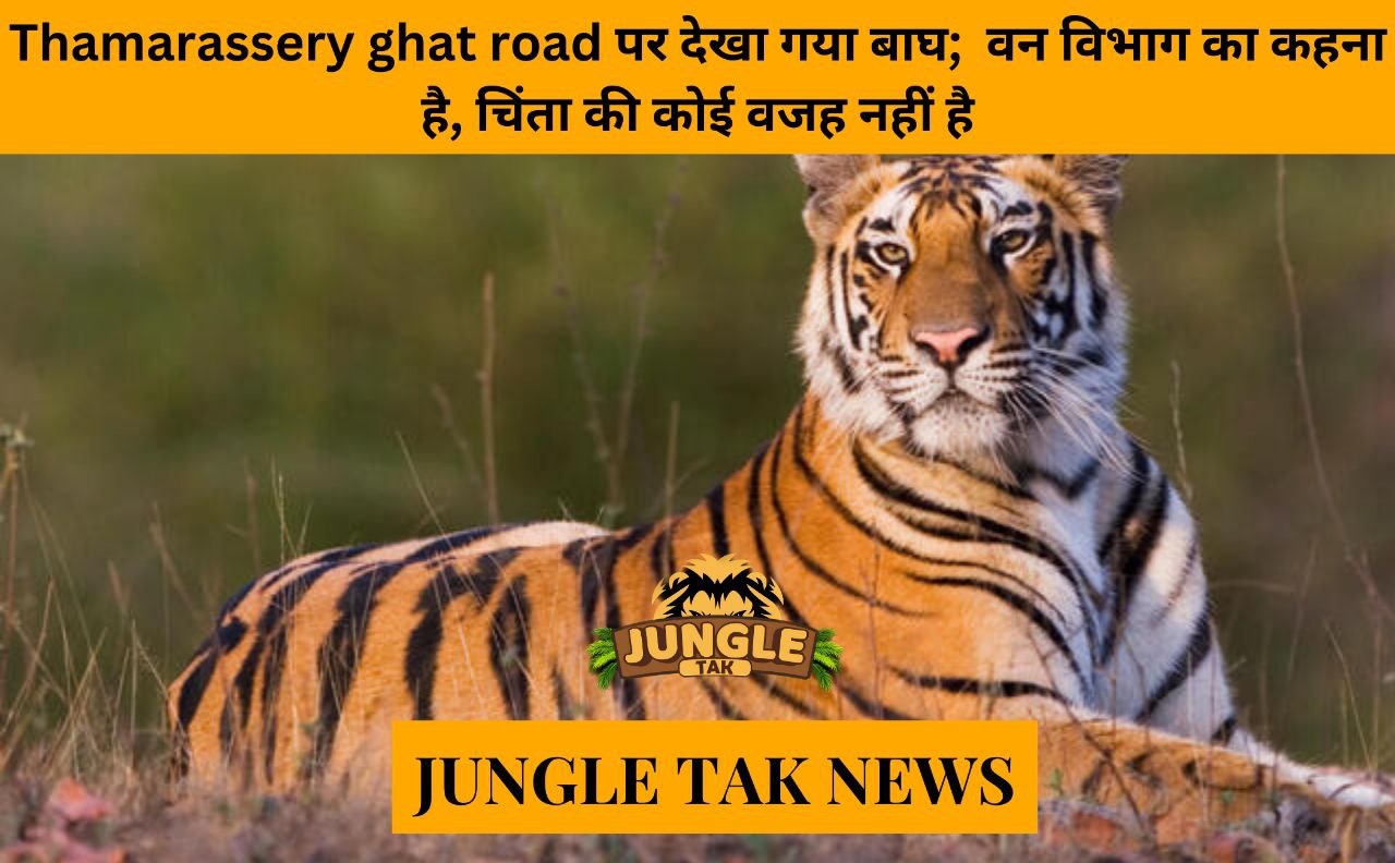 tiger at Thamarassery ghat road