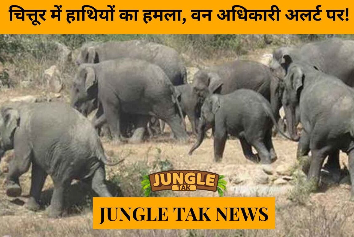 elephant attack in chittoor