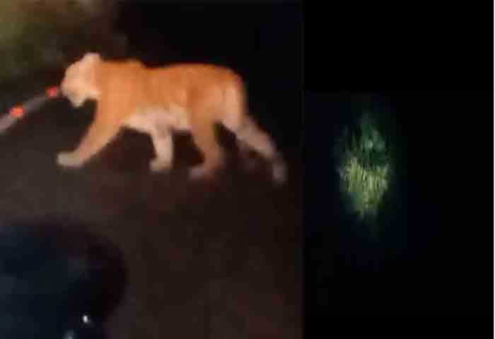 tiger at Thamarassery ghat road