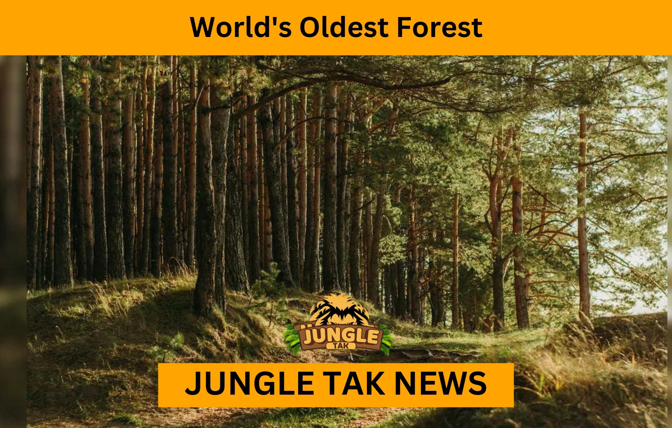 World's Oldest Forest