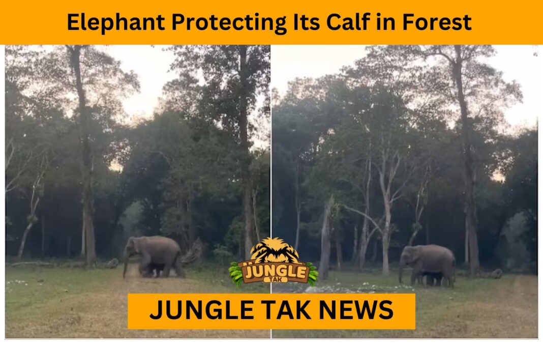 Elephant Protecting Its Calf