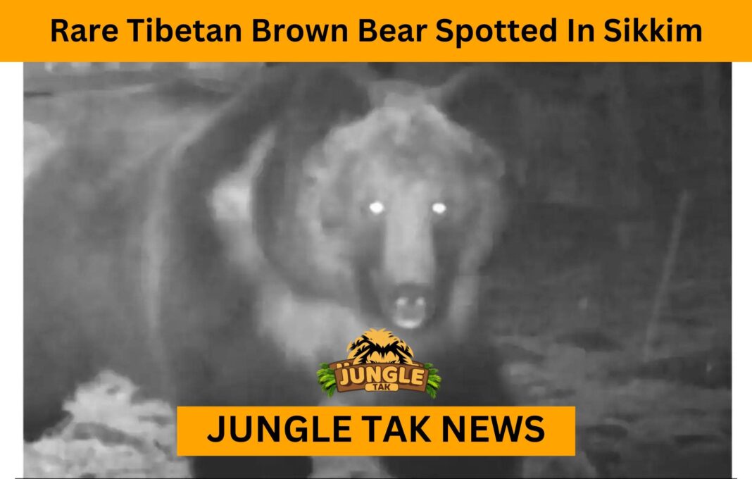 Rare Tibetan Brown Bear Spotted In Sikkim