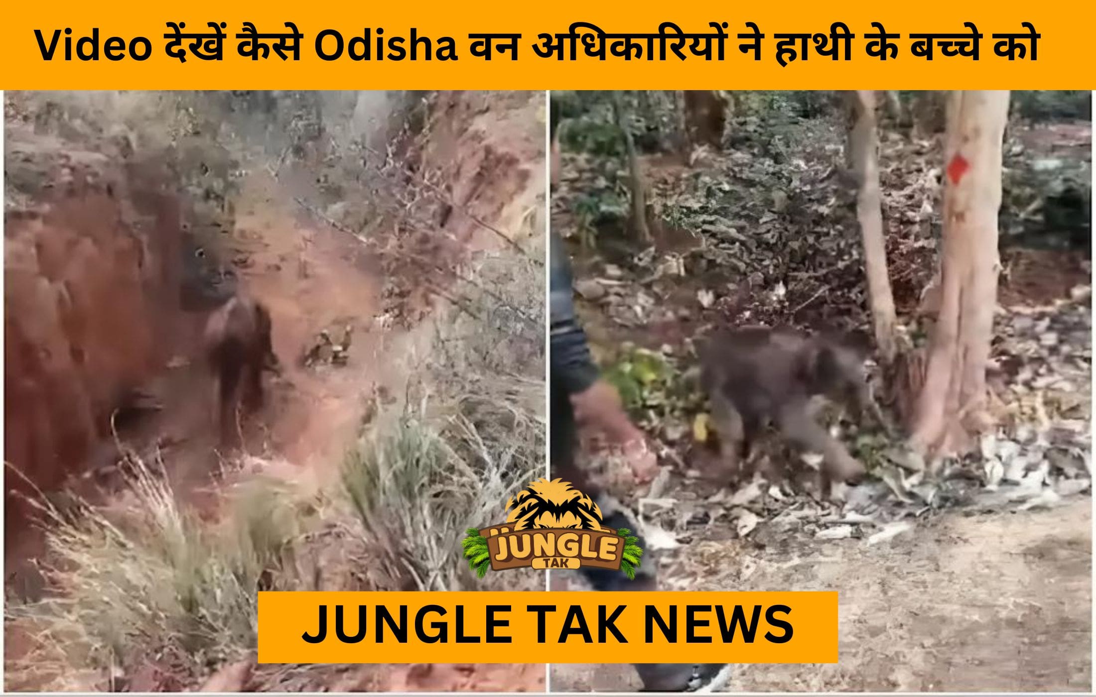 Baby Elephant Rescue In Odisha