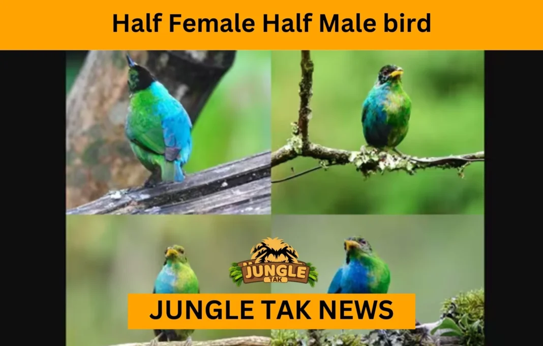 Half Female Half Male bird