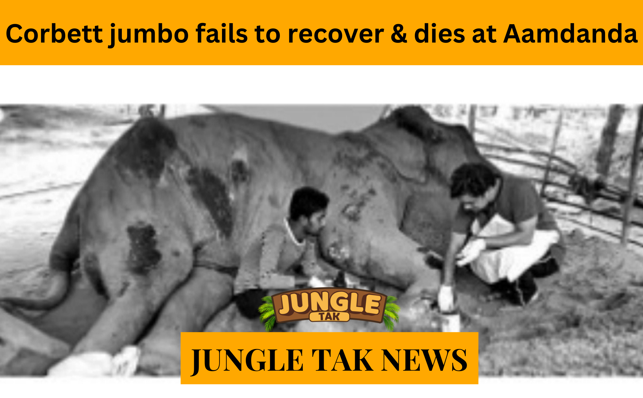 Corbett jumbo fails to recover & dies at Aamdanda