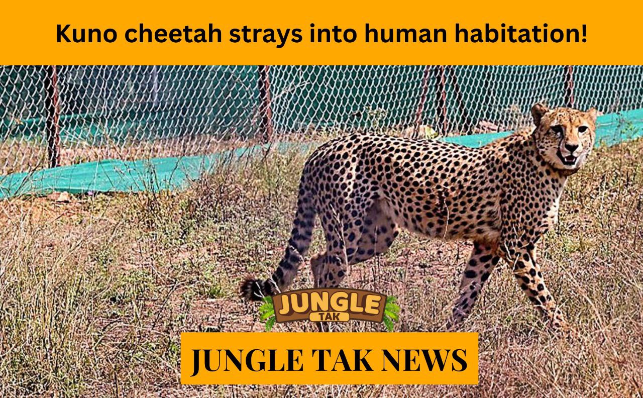 Kuno cheetah strays into human habitation