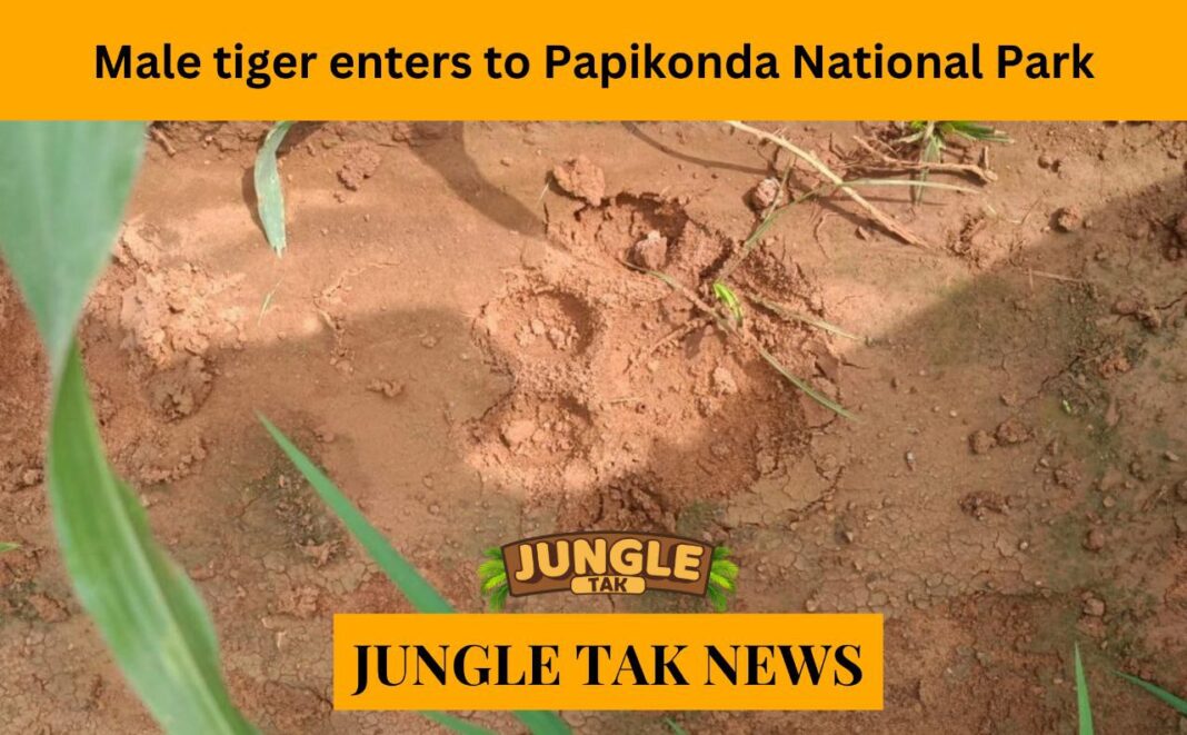 Male tiger enters Nallajerla Reserve Forest en route to Papikonda National Park