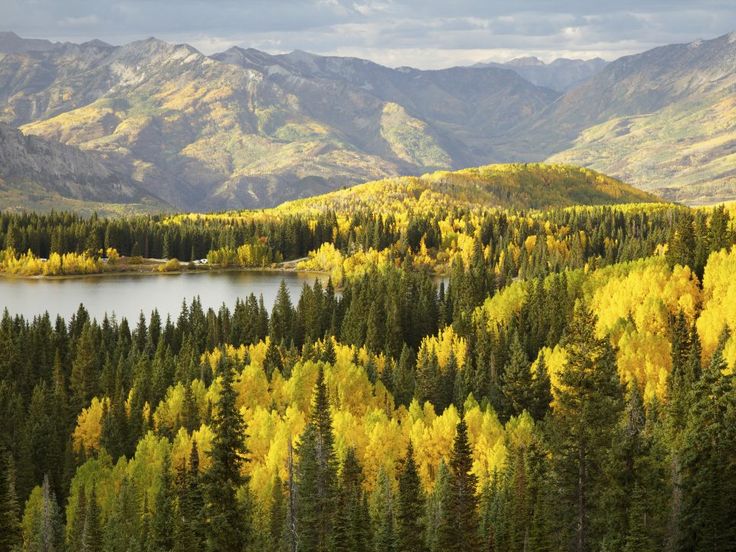 Go back to dictionary meaning of ‘forest’: Supreme Court- JUNGLE TAK