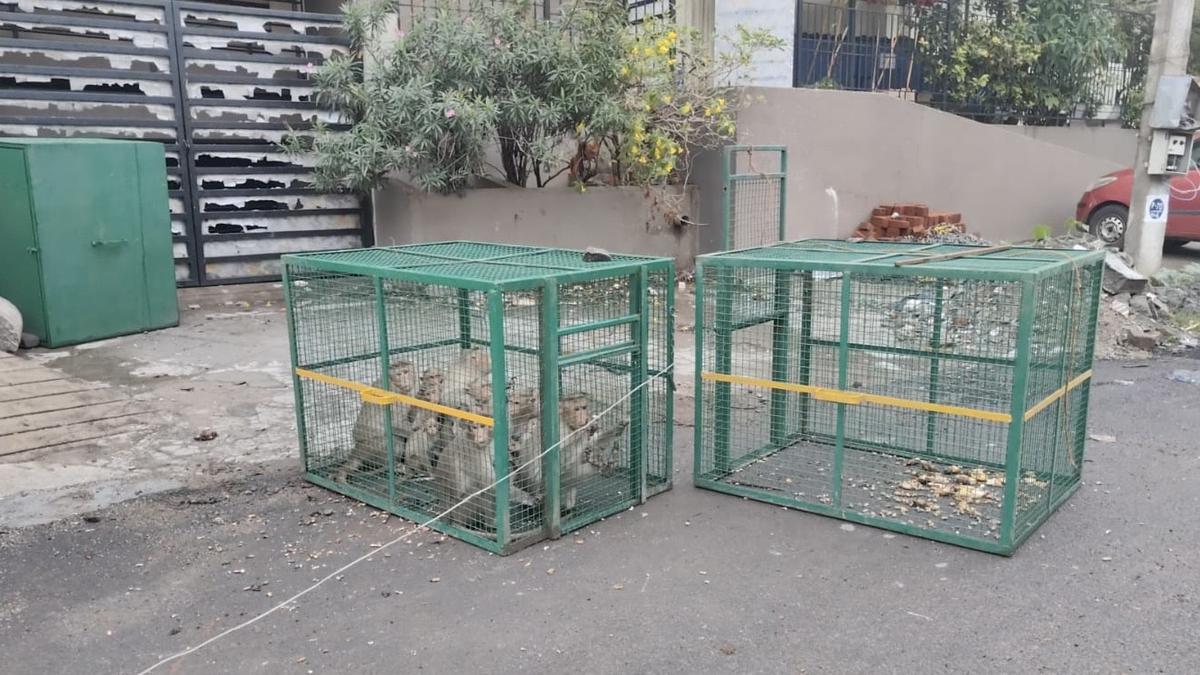 Forest Department sets up traps for monkeys in Tiruvannamalai town- JUNGLE TAK