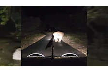 Elephant chased by vehicle in Tamil Nadu forest- Jungle Tak