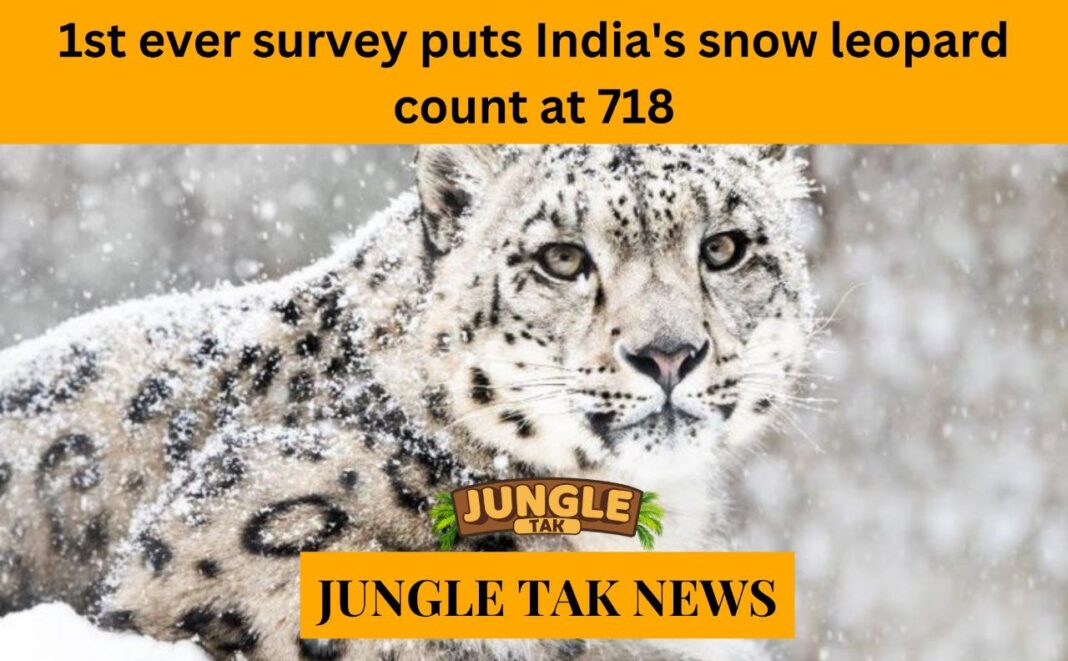 First-ever survey puts India’s snow leopard count at 718