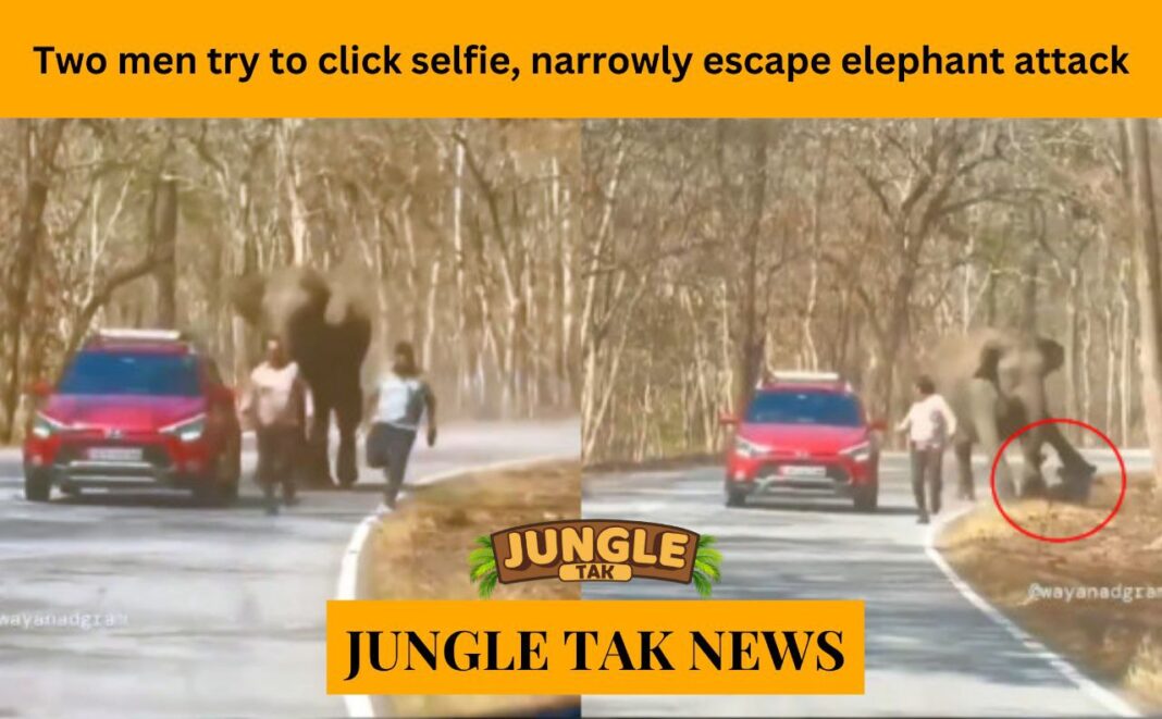 Two men try to click selfie, narrowly escape elephant attack in Karnataka's Bandipur forest