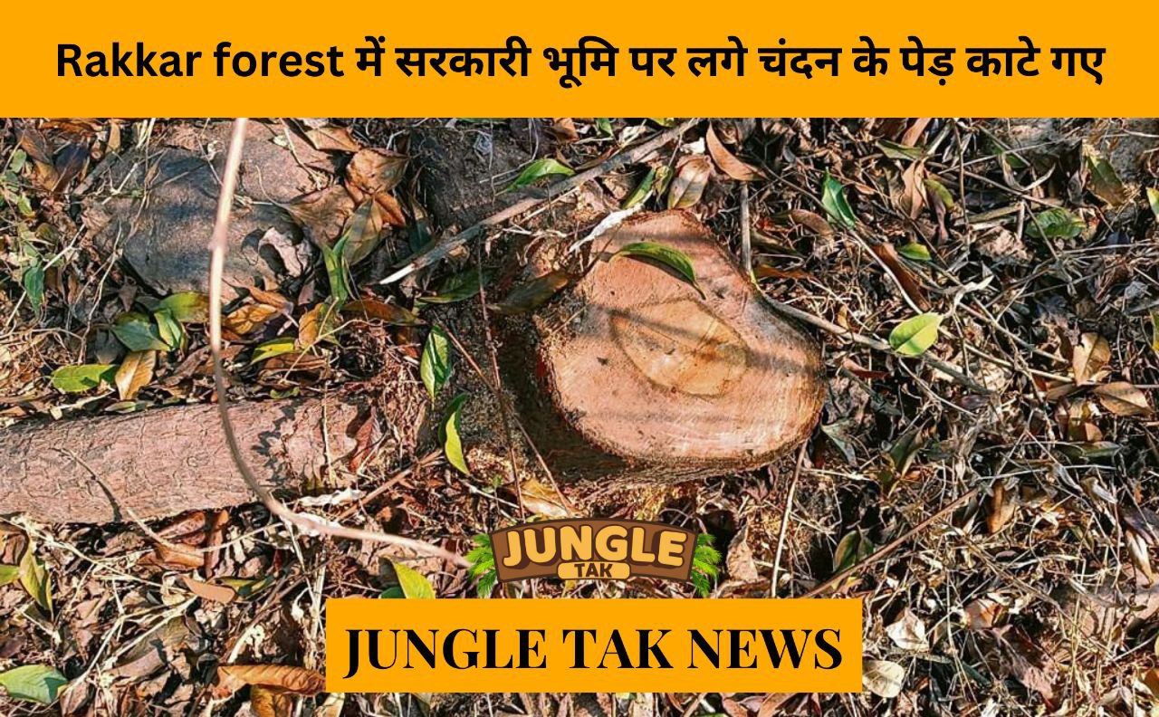 Sandalwood trees on govt land in Rakkar forest axed