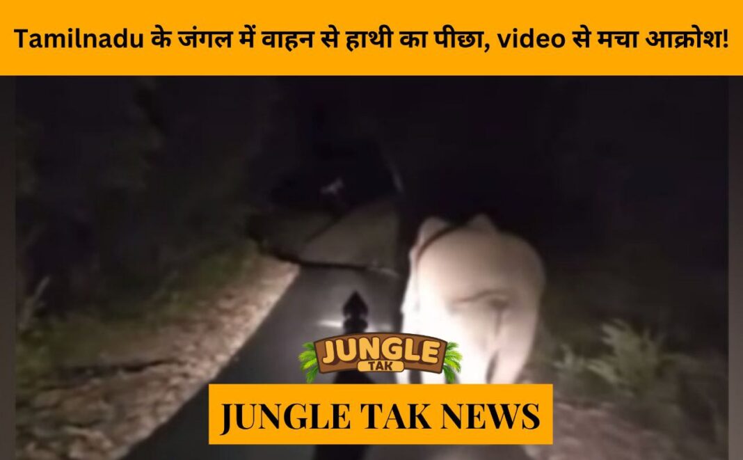 Elephant chased by vehicle in Tamil Nadu forest