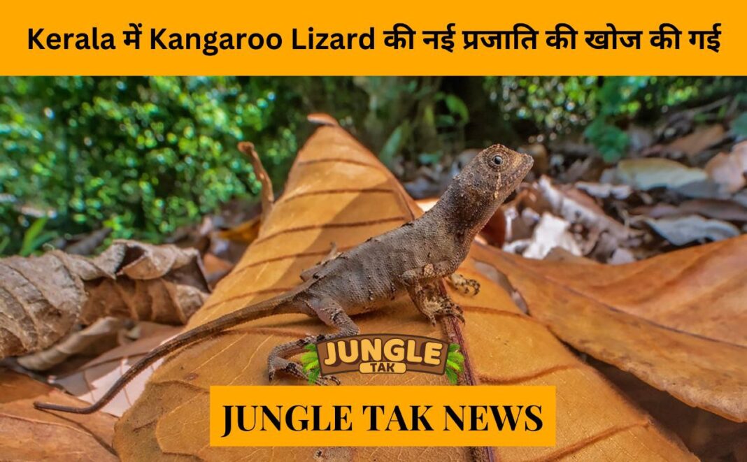 New species of kangaroo lizard discovered in Kerala. No, it doesn't have a pouch