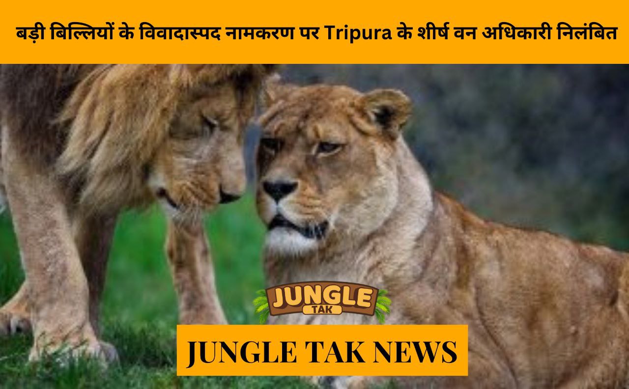 Top Tripura forest officer suspended over controversial naming of big cats- JUNGLE TAK