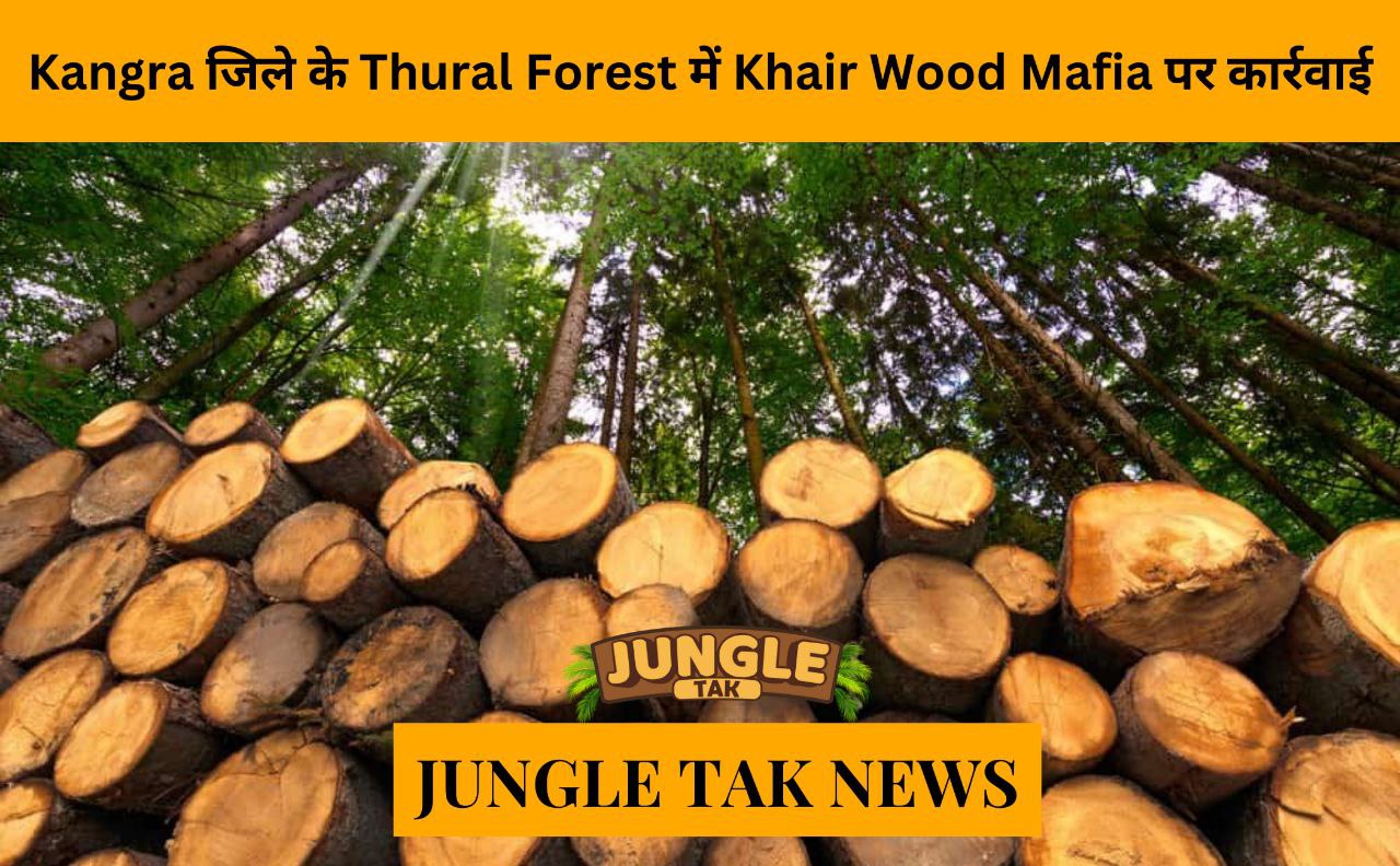 Crackdown on khair wood mafia in Thural forest in Kangra district- JUNGLE TAK