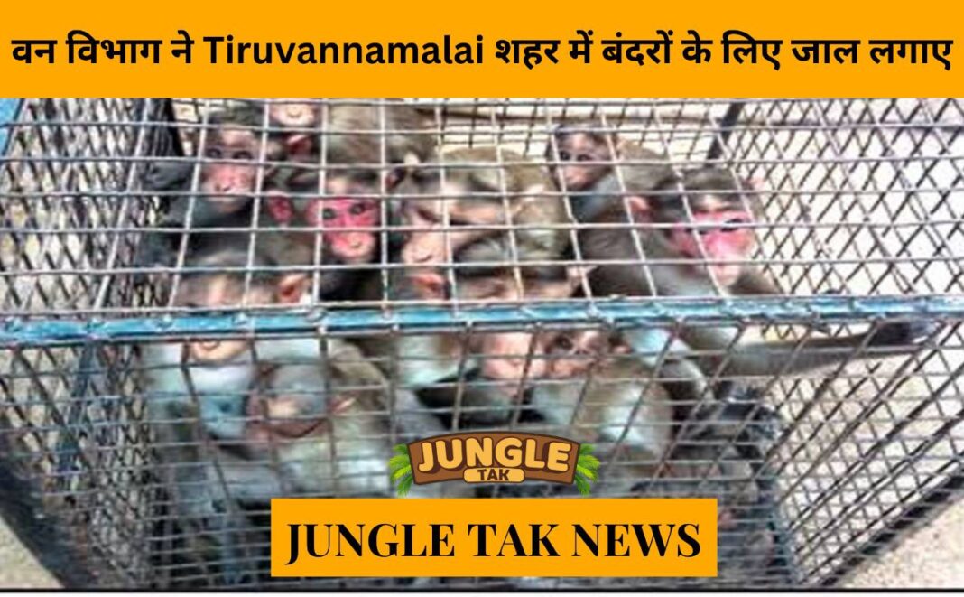 Forest Department sets up traps for monkeys in Tiruvannamalai town- JUNGLE TAK