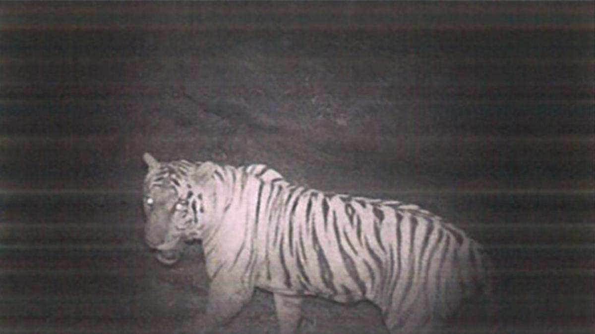 Two tigers spotted in Cauvery North Wildlife Sanctuary after 50 years