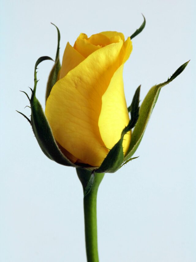 same fact about rose