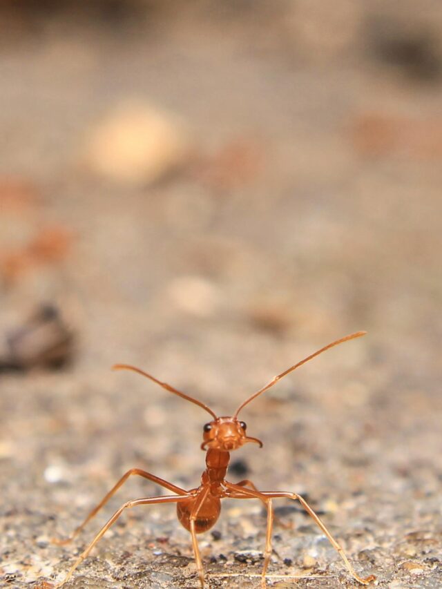 Interesting Facts About Ants