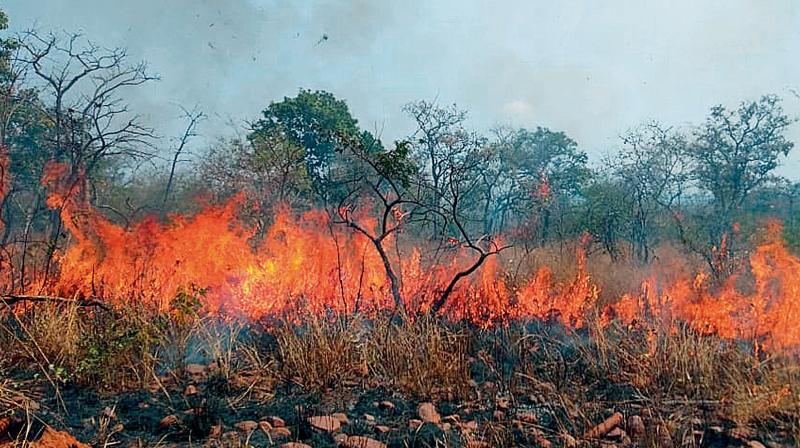 जंगल की आग ने Telengana के वन्यजीव अभयारण्यों को जला दिया- JUNGLE TAK