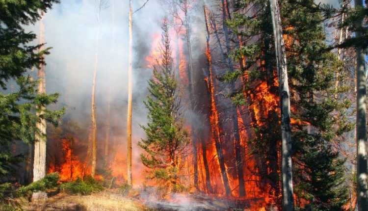 PCCF 8वीं UT स्तरीय वन अग्नि रोकथाम और प्रबंधन निगरानी समिति के अध्यक्ष हैं- JUNGLE TAK