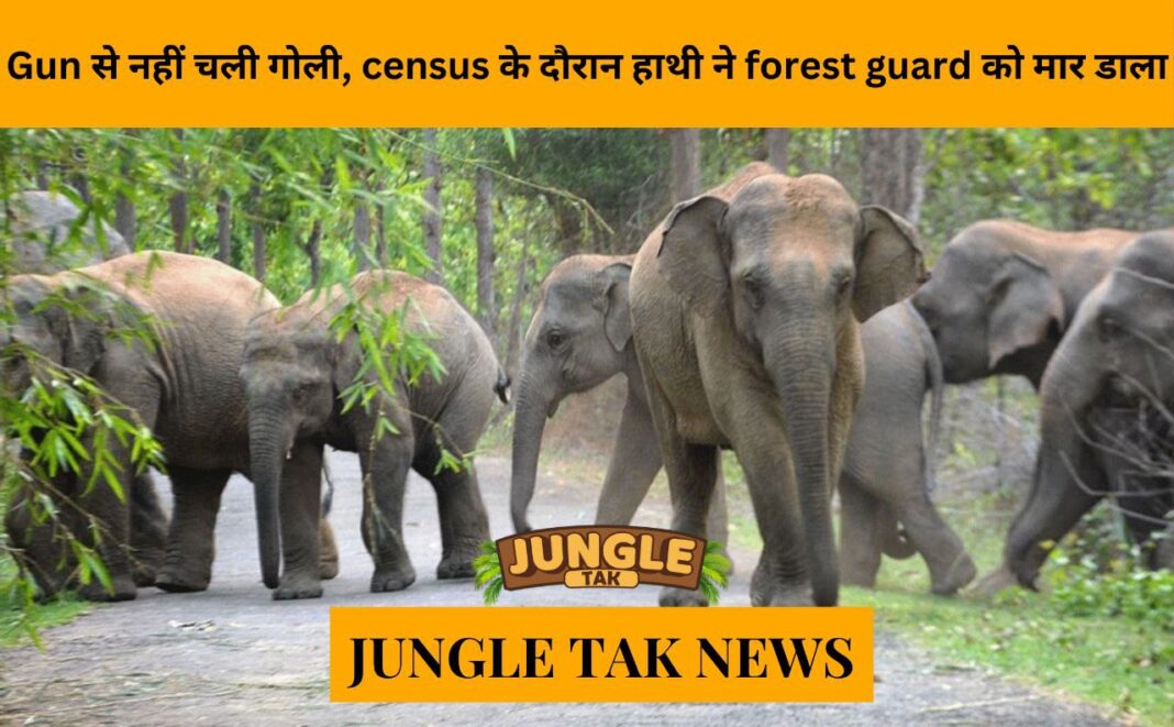 Elephant kills forest guard during census when gun fails to shoot- JUNGLE TAK