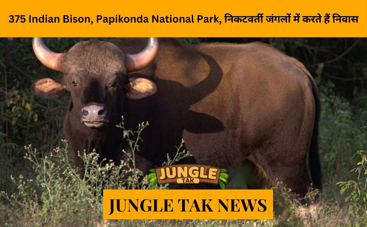 375 Indian Bison inhabiting Papikonda National Park, nearby forests- JUNGLE TAK